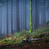 Forest of Jested